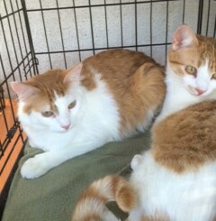 . Wes and Norton .