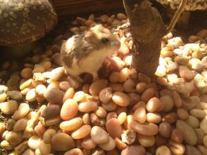 . Dort, Dorrie, and Dot .