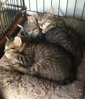 . Charlotte, Greyson, M .