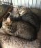 . Charlotte, Greyson, M .