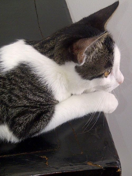 Amico Tabby - Black - Tabby - White Cat