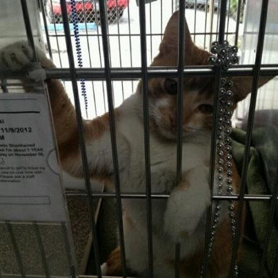 Siegfried American Shorthair Cat