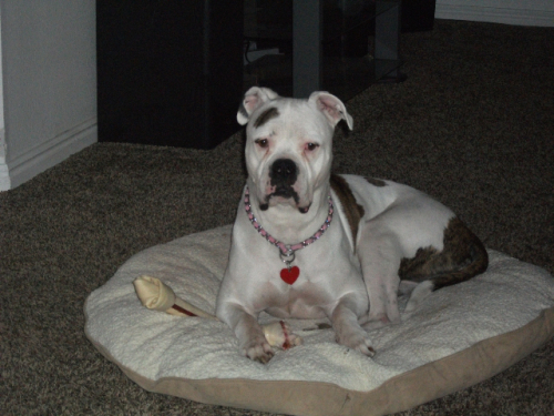 Winnie American Bulldog Dog