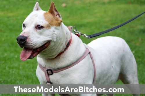 Lulu American Staffordshire Terrier Dog