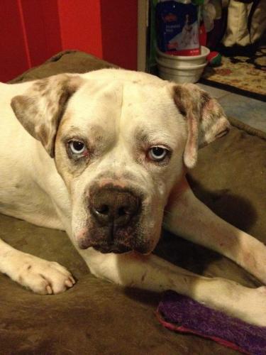 Newman American Bulldog - English Bulldog Dog