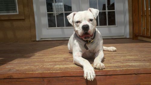 Titus American Bulldog Dog