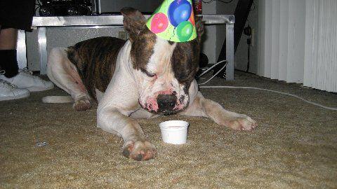 Courtesy Post - Daytona American Bulldog Dog