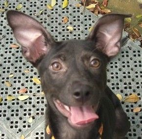 Baraka Shepherd - Terrier Dog