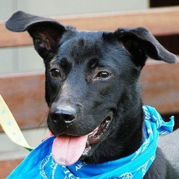 Donna Labrador Retriever - Shepherd Dog