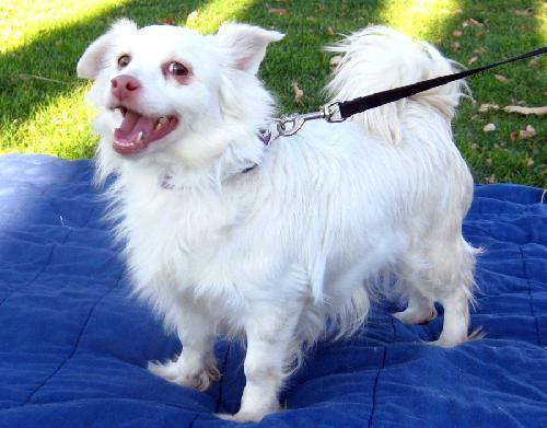 Chihuahua Eskimo Mix