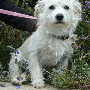 Daisy: Cairn Terrier, Dog; Berkeley, CA