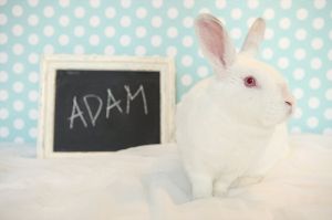 . Adam .