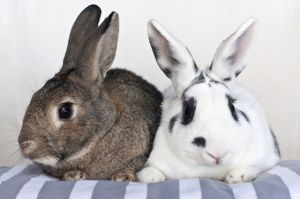 . Luna and Oliver .