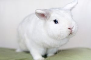 . Mochi .