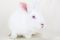 . Flopsy & Whiskers .