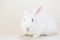 . Flopsy & Whiskers .