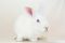 . Flopsy & Whiskers .