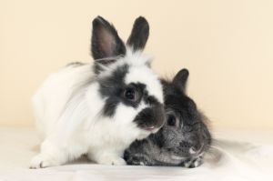 . Thumper & Flower .