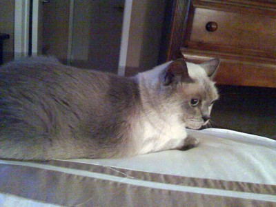 Pasha Siamese Cat