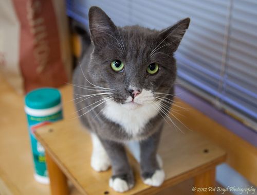 Whiskers Domestic Short Hair - Gray And White Cat