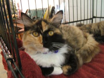 Angie Calico Cat