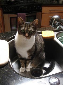 Charlotte Domestic Medium Hair - Tabby Cat