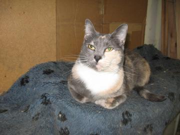 Tippy Dilute Calico - Domestic Short Hair Cat