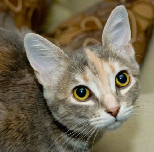 Amy II G Domestic Medium Hair - Torbie Cat