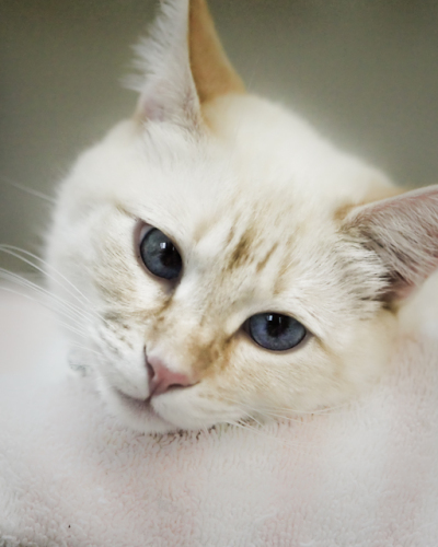 Timmy Siamese Cat