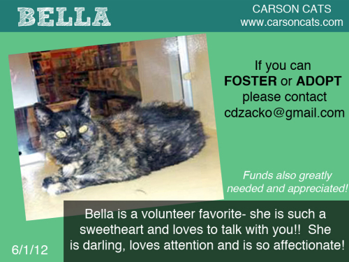 Bella (aka Zena) American Shorthair Cat