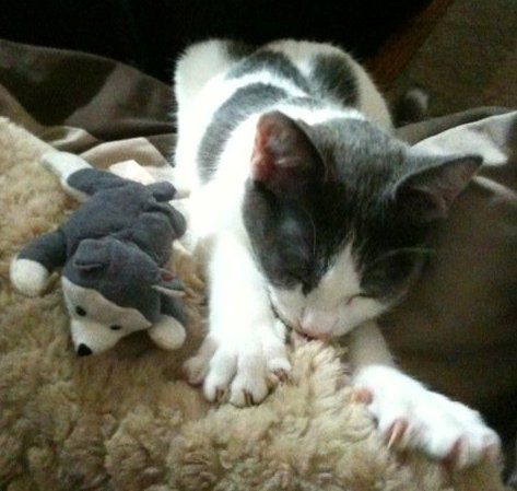 Tommy Domestic Medium Hair - Gray And White Cat