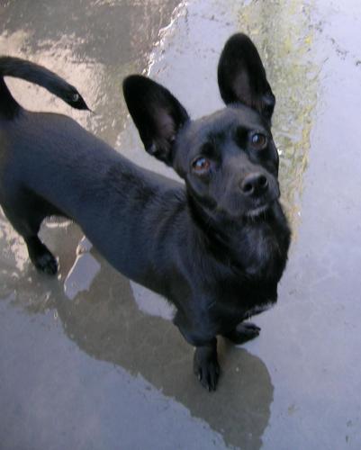 Patty Chihuahua - Dachshund Dog