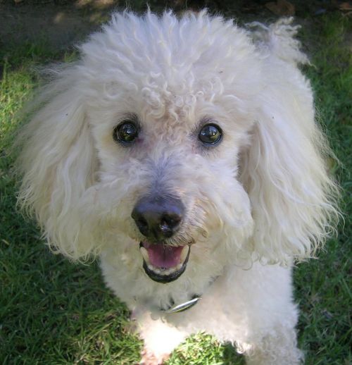 VInnie Poodle Dog