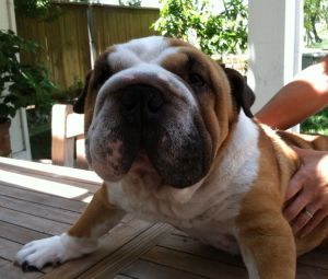 . Lola-Paisley .