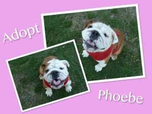. Phoebe .