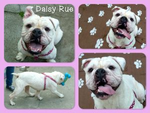 . Daisy Rue .