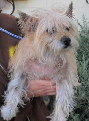 AlLLIE NEEDS HELP: Cairn Terrier, Dog; Orange, CA