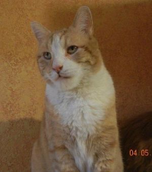. CoCo (aka Kokopeli) .