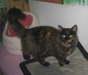. Gremlin(Miss) .