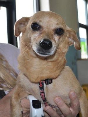 Momma: Chihuahua, Dog; Colorado Springs, CO