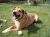 Doogan
