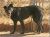 ADOPT A SENIOR - Coby/Cobalt