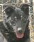 ADOPT A SENIOR - Indy