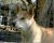 Ariel - Adoption Pending!