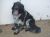 Sol - ADOPTION PENDING!