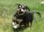 Adopt a Senior - Pepper and Salty Dog