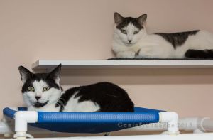 Oreo and Dee: Domestic Short Hair, Cat; Manchester, CT