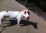 dog picture