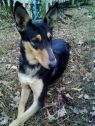 dog picture