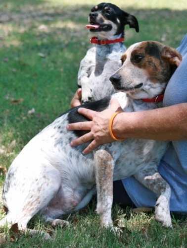 beagle english springer spaniel mix beagle english springer spaniel mix